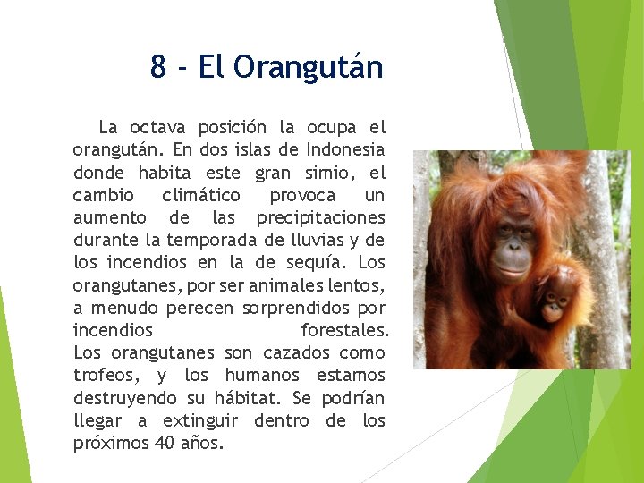 8 - El Orangután La octava posición la ocupa el orangután. En dos islas