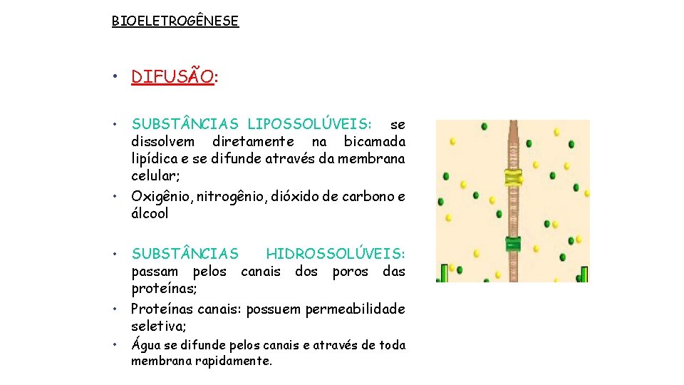 BIOELETROGÊNESE • DIFUSÃO: • SUBST NCIAS LIPOSSOLÚVEIS: se dissolvem diretamente na bicamada lipídica e