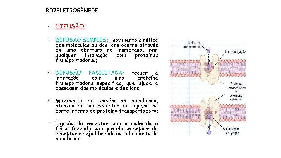 BIOELETROGÊNESE • DIFUSÃO: • DIFUSÃO SIMPLES: movimento cinético das moléculas ou dos íons ocorre