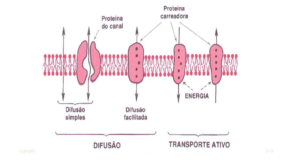 Copyright © Houghton Mifflin Company. All rights reserved. 3– 13 