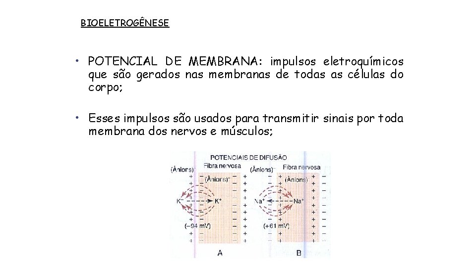 BIOELETROGÊNESE • POTENCIAL DE MEMBRANA: impulsos eletroquímicos que são gerados nas membranas de todas