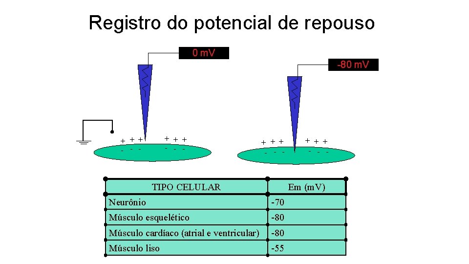 Registro do potencial de repouso 0 m. V -80 m. V + + +