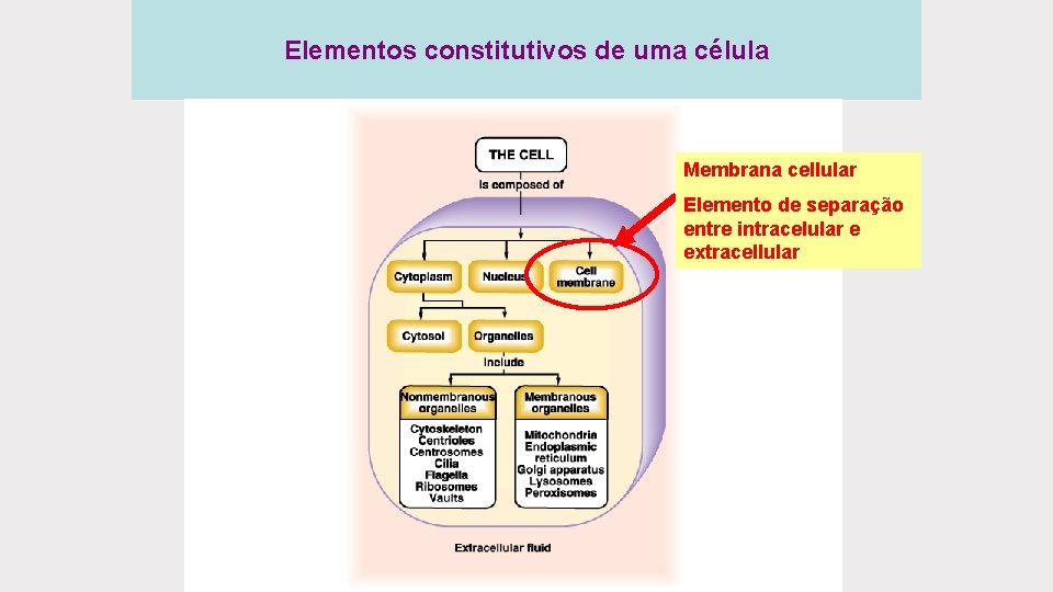 Elementos constitutivos de uma célula Membrana cellular Elemento de separação entre intracelular e extracellular