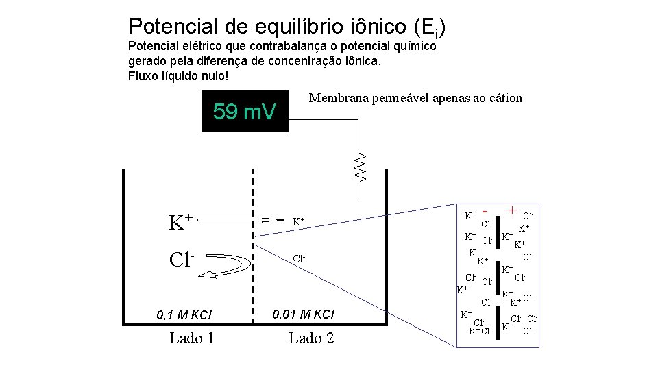 Potencial de equilíbrio iônico (Ei) Potencial elétrico que contrabalança o potencial químico gerado pela