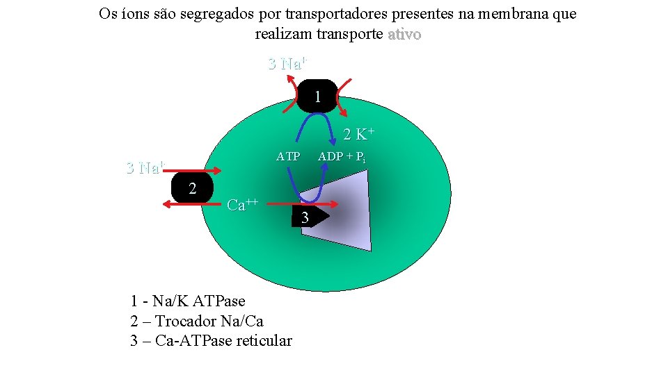 Os íons são segregados por transportadores presentes na membrana que realizam transporte ativo 3