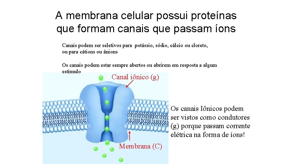 A membrana celular possui proteínas que formam canais que passam íons Canais podem ser