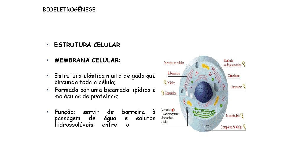 BIOELETROGÊNESE • ESTRUTURA CELULAR • MEMBRANA CELULAR: • Estrutura elástica muito delgada que circunda