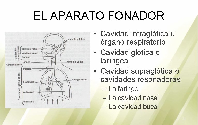 EL APARATO FONADOR • Cavidad infraglótica u órgano respiratorio • Cavidad glótica o laríngea