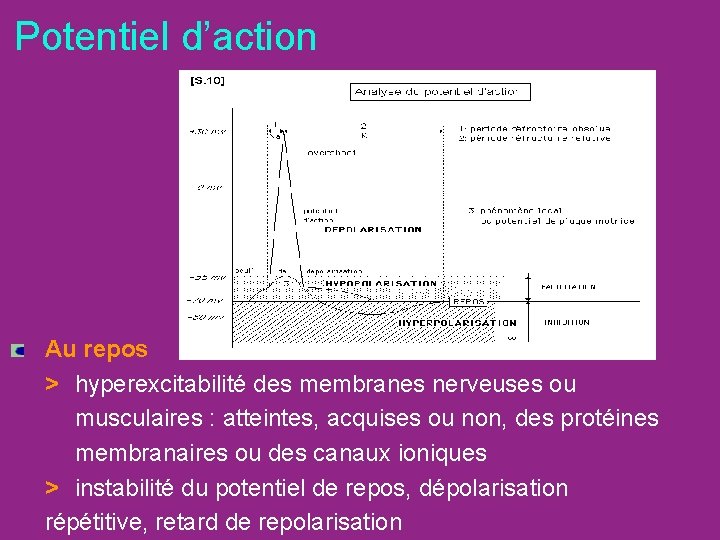 Potentiel d’action Au repos > hyperexcitabilité des membranes nerveuses ou musculaires : atteintes, acquises