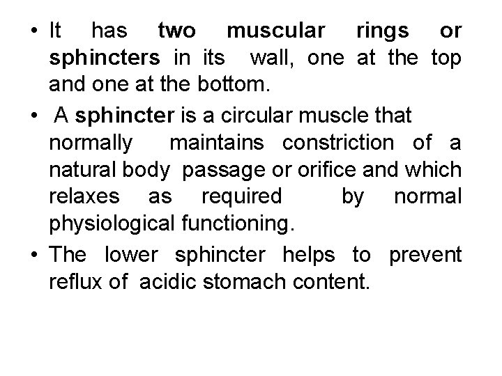  • It has two muscular rings or sphincters in its wall, one at