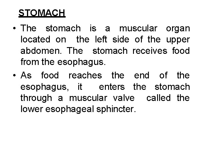 STOMACH • The stomach is a muscular organ located on the left side of