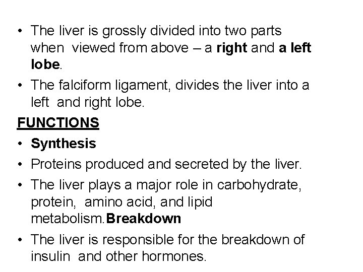  • The liver is grossly divided into two parts when viewed from above