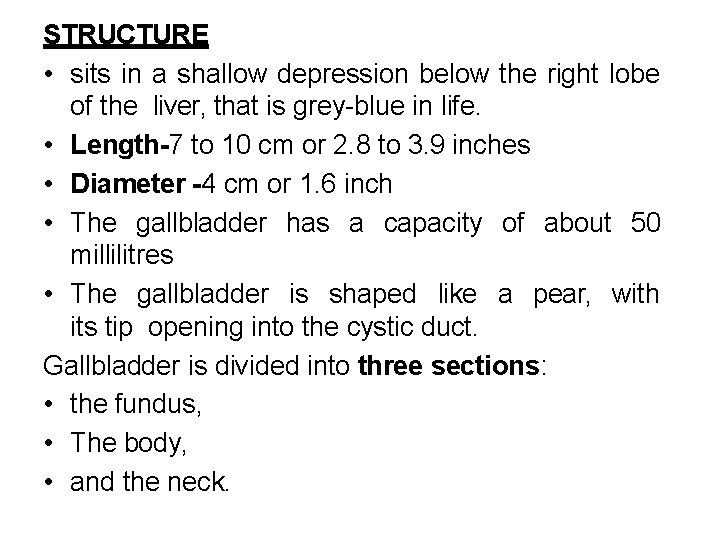 STRUCTURE • sits in a shallow depression below the right lobe of the liver,