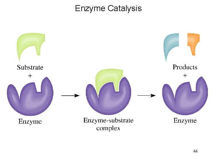 Enzyme Catalysis 44 