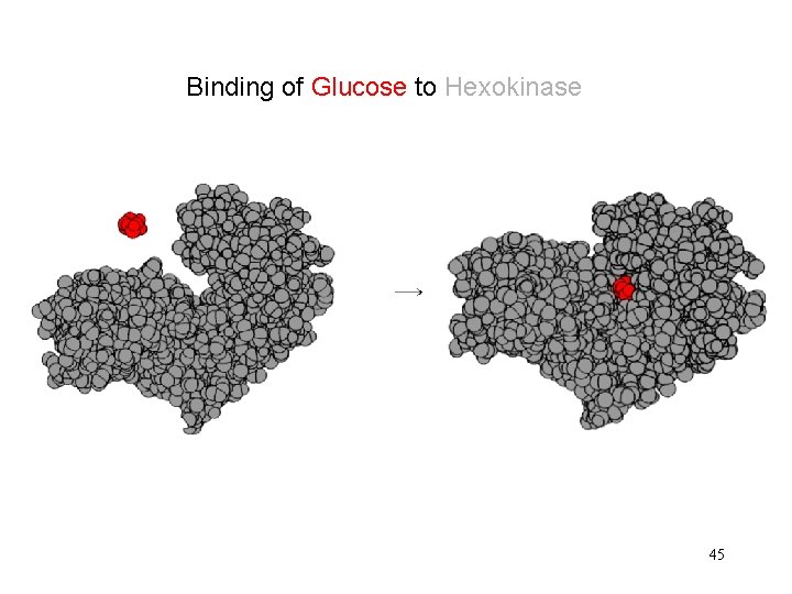 Binding of Glucose to Hexokinase 45 