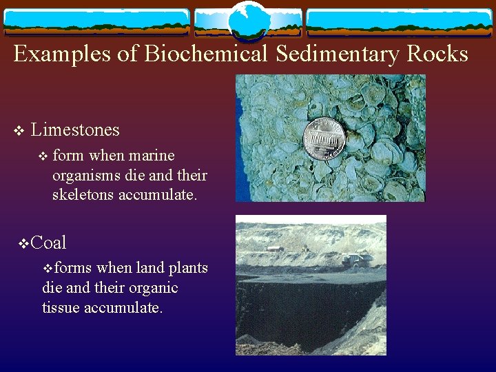 Examples of Biochemical Sedimentary Rocks v Limestones v form when marine organisms die and