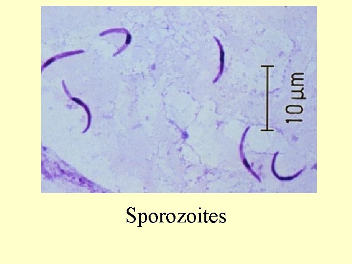 Sporozoites 