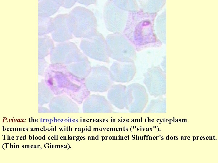 P. vivax: the trophozoites increases in size and the cytoplasm becomes ameboid with rapid