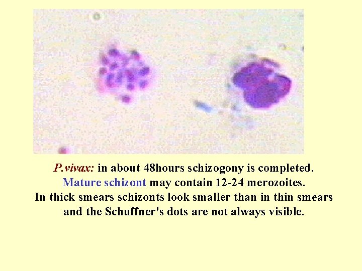 P. vivax: in about 48 hours schizogony is completed. Mature schizont may contain 12