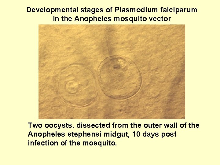 Developmental stages of Plasmodium falciparum in the Anopheles mosquito vector Two oocysts, dissected from