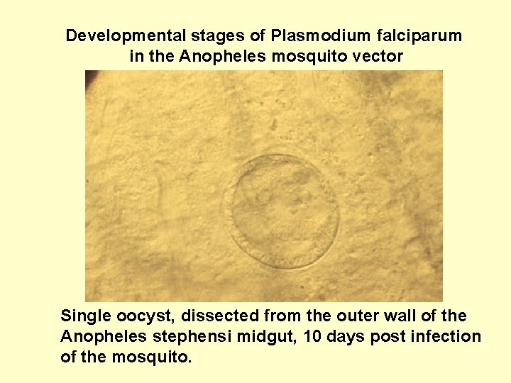 Developmental stages of Plasmodium falciparum in the Anopheles mosquito vector Single oocyst, dissected from