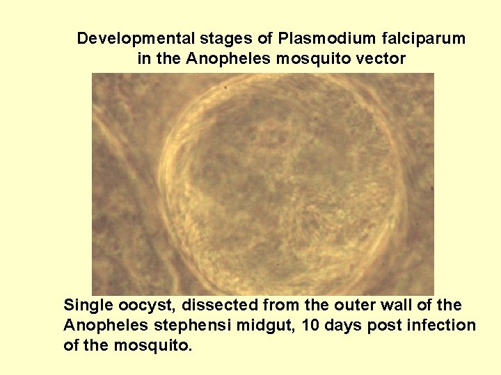 Developmental stages of Plasmodium falciparum in the Anopheles mosquito vector Single oocyst, dissected from
