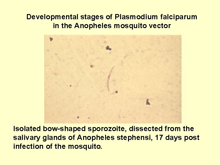 Developmental stages of Plasmodium falciparum in the Anopheles mosquito vector Isolated bow-shaped sporozoite, dissected