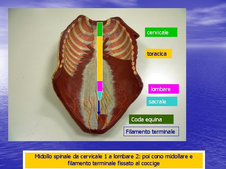 cervicale toracica lombare sacrale Coda equina Filamento terminale Midollo spinale da cervicale 1 a