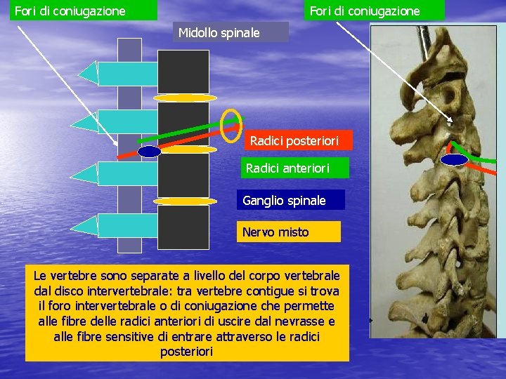 Fori di coniugazione Midollo spinale Radici posteriori Radici anteriori Ganglio spinale Nervo misto Le