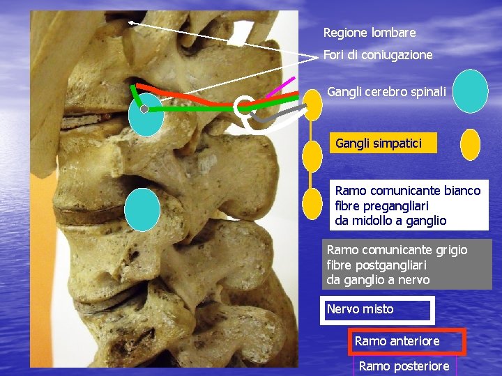 Regione lombare Fori di coniugazione Gangli cerebro spinali Gangli simpatici Ramo comunicante bianco fibre