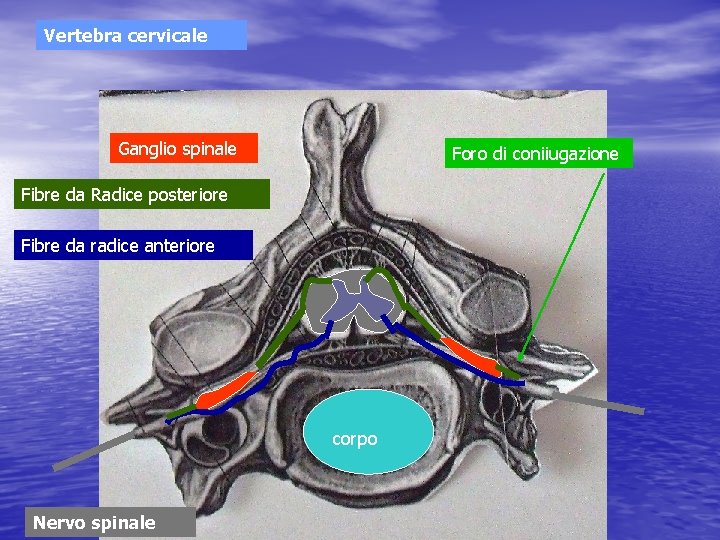 Vertebra cervicale Ganglio spinale Foro di coniiugazione Fibre da Radice posteriore Fibre da radice