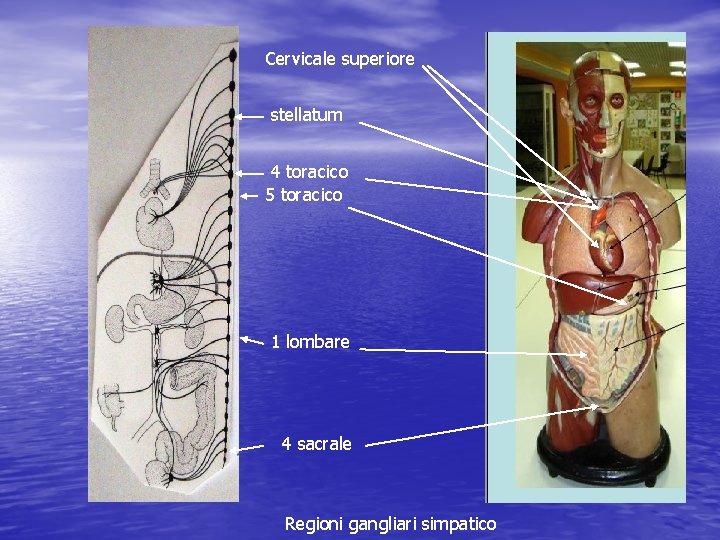 Cervicale superiore stellatum 4 toracico 5 toracico 1 lombare 4 sacrale Regioni gangliari simpatico