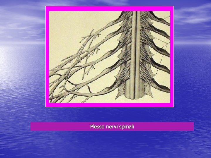 Plesso nervi spinali 