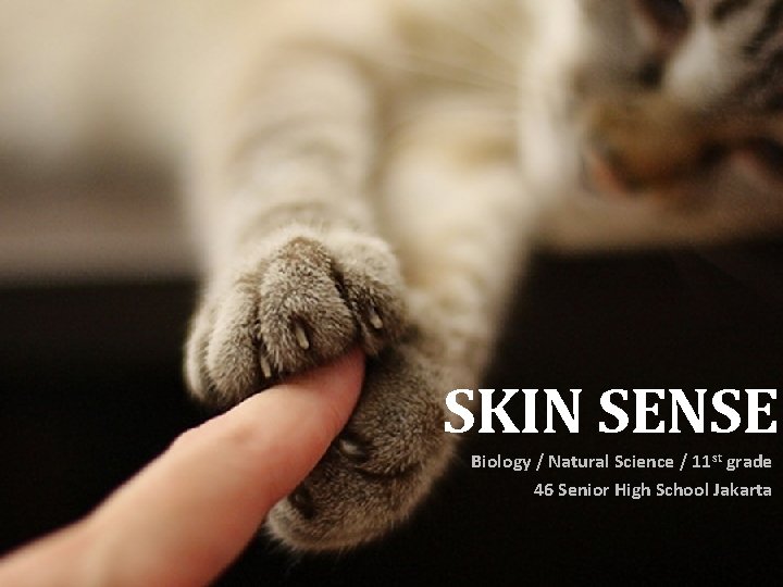 SKIN SENSE Biology / Natural Science / 11 st grade 46 Senior High School