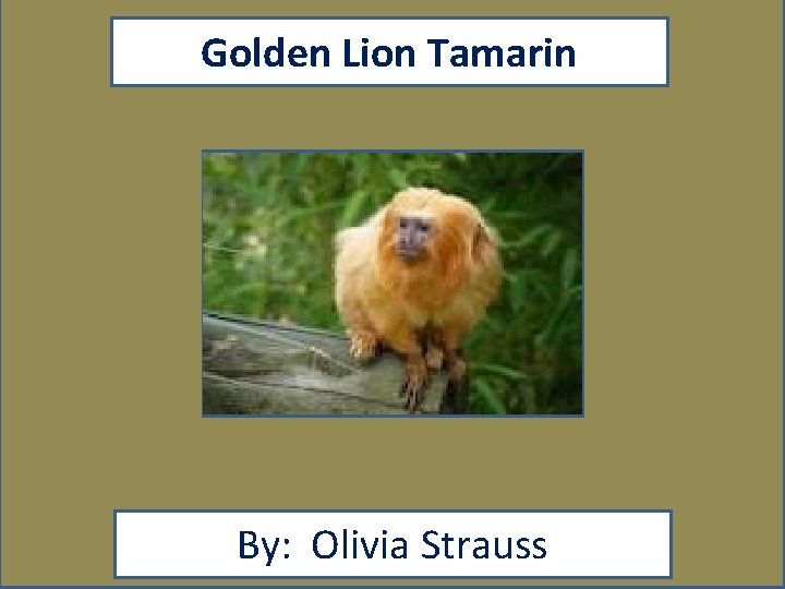 Golden Lion Tamarin By: Olivia Strauss 