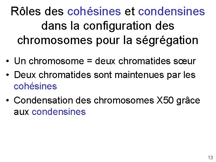 Rôles des cohésines et condensines dans la configuration des chromosomes pour la ségrégation •