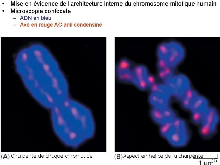  • Mise en évidence de l'architecture interne du chromosome mitotique humain • Microscopie
