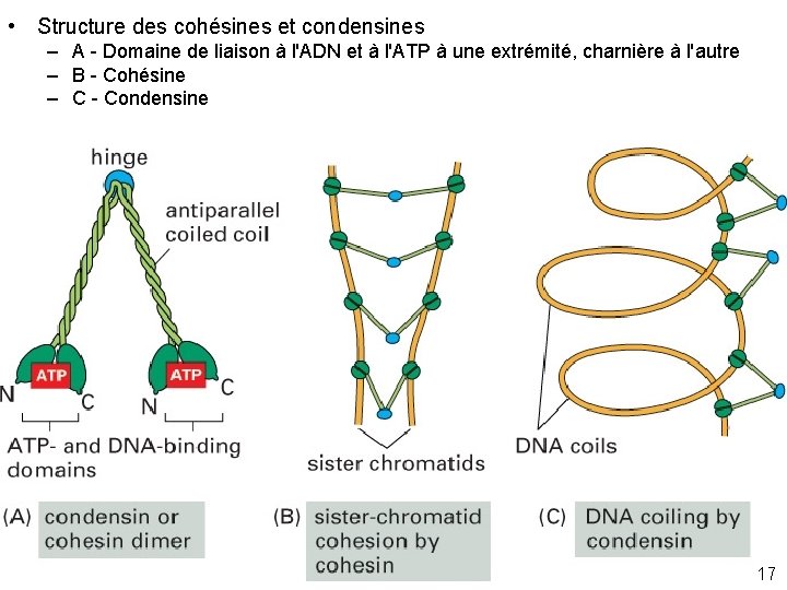  • Structure des cohésines et condensines – A - Domaine de liaison à