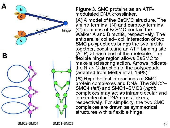 Hirano, T 1999 p 11 • Figure 3. SMC proteins as an ATPmodulated DNA