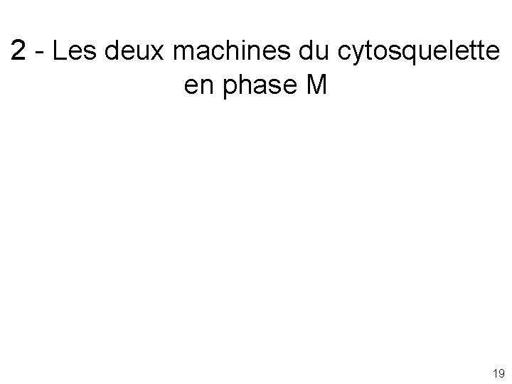 2 - Les deux machines du cytosquelette en phase M 19 