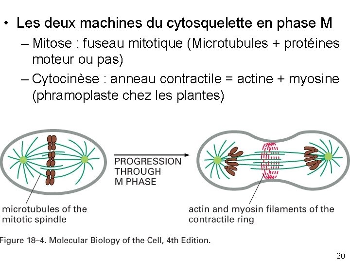  • Les deux machines du cytosquelette en phase M – Mitose : fuseau