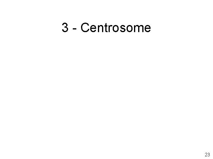 3 - Centrosome 23 