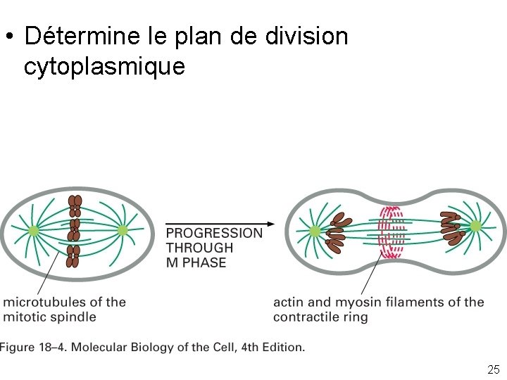  • Détermine le plan de division cytoplasmique Fig 18 -4 25 