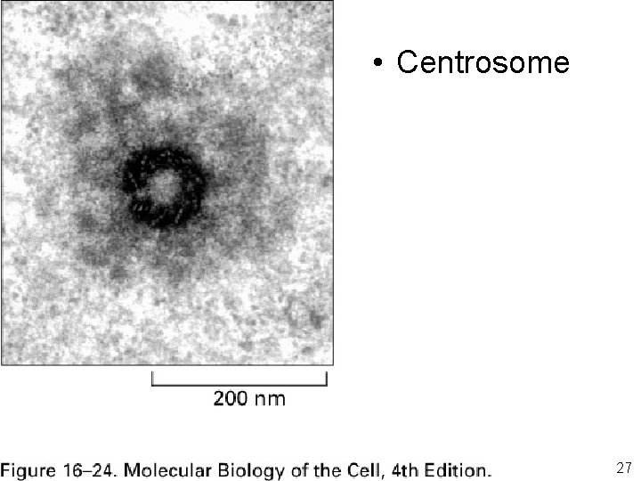  • Centrosome Fig 16 -24 27 