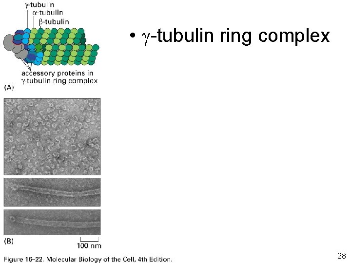  • -tubulin ring complex Fig 16 -22 28 