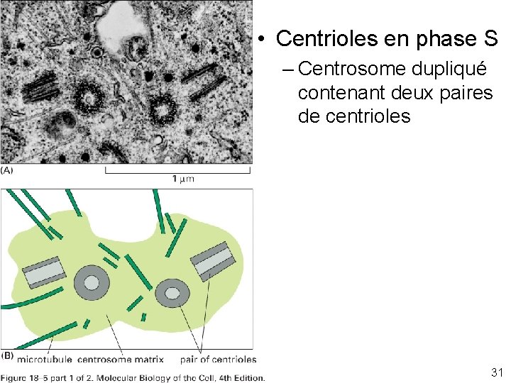  • Centrioles en phase S – Centrosome dupliqué contenant deux paires de centrioles