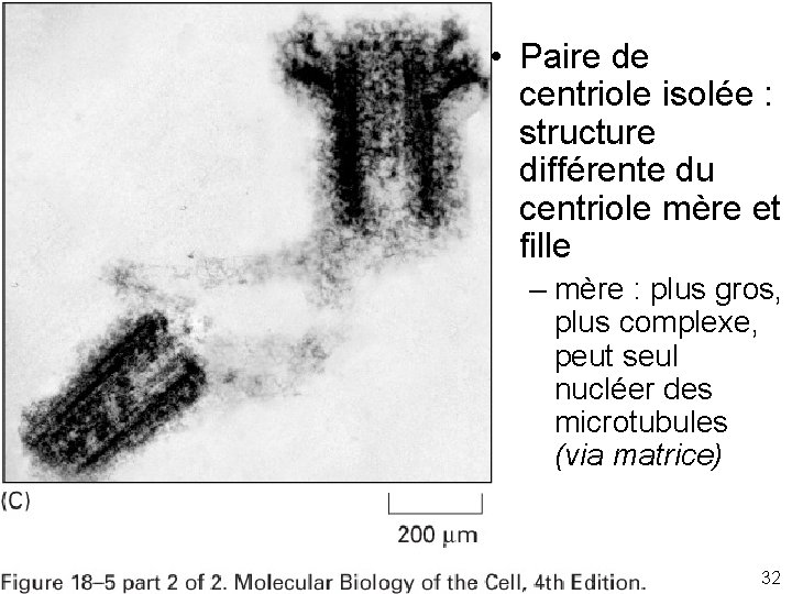  • Paire de centriole isolée : structure différente du centriole mère et fille