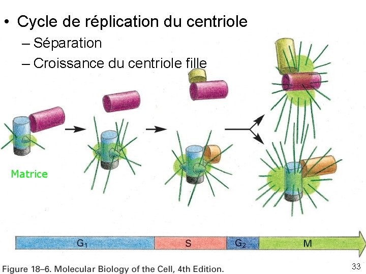  • Cycle de réplication du centriole – Séparation – Croissance du centriole fille