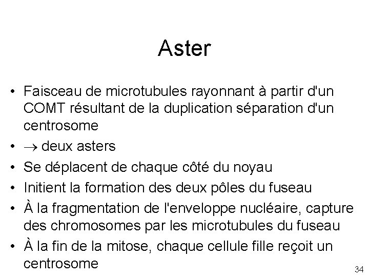 Aster • Faisceau de microtubules rayonnant à partir d'un COMT résultant de la duplication