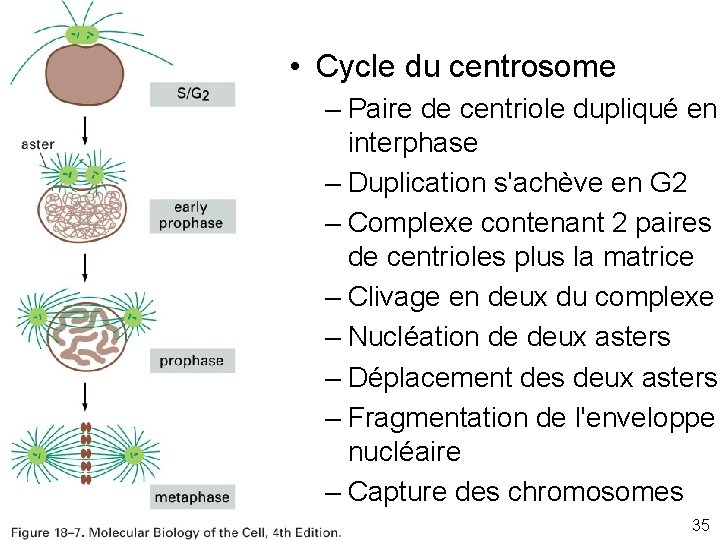  • Cycle du centrosome Fig 18 -7 – Paire de centriole dupliqué en